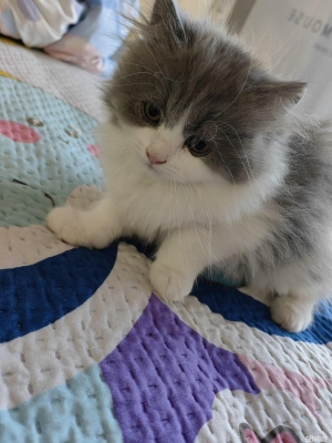 赤峰附近幼貓出售信息電話號碼-第1張圖片