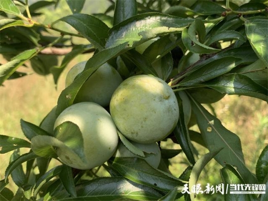 赤峰萬達采摘李子電話地址-第1張圖片