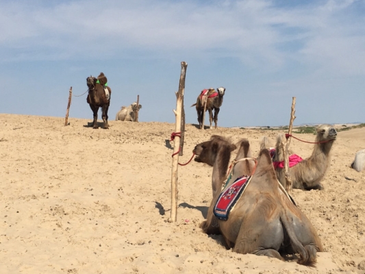 赤峰駱駝酒廠電話號(hào)碼多少號(hào)-第1張圖片