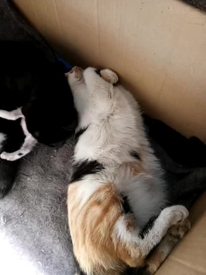 赤峰寧城狗狗售賣電話號碼是多少-第1張圖片