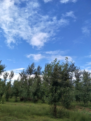 赤峰寧城相親會電話地址查詢-第1張圖片