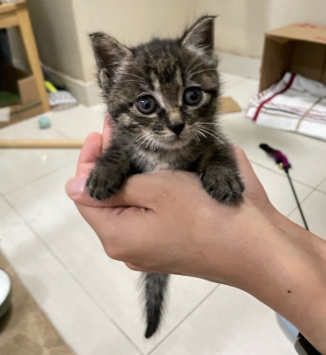 赤峰小奶貓領(lǐng)養(yǎng)電話地址查詢(xún)-第1張圖片