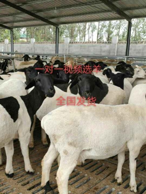 內(nèi)蒙赤峰杜泊羊肉館電話號碼-第1張圖片