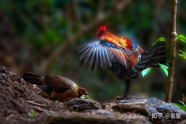 赤峰賣雞冠油的地方電話號碼-第1張圖片