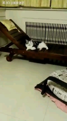 赤峰久久貓舍電話號碼查詢-第1張圖片