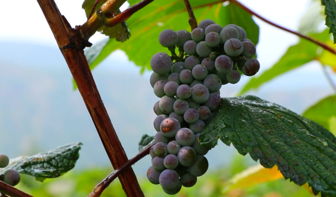 赤峰蒙鴻葡萄酒電話號(hào)碼-第1張圖片