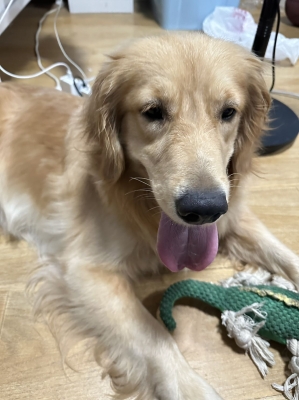 赤峰寵物領(lǐng)養(yǎng)平臺電話號碼-第1張圖片