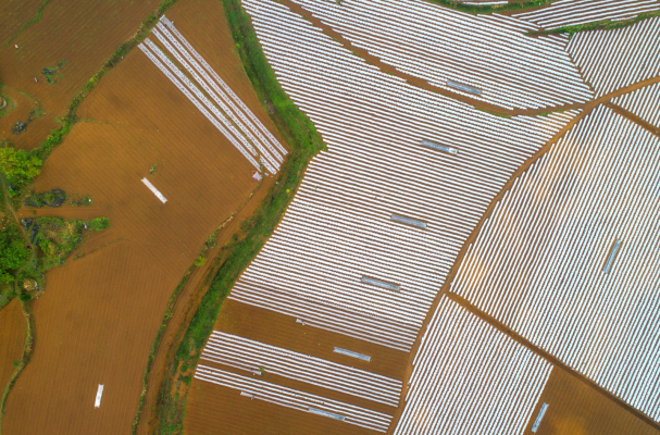 赤峰烤煙種植合作社電話號(hào)碼-第1張圖片