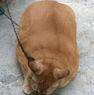 赤峰橘貓售賣電話是多少號(hào)-第1張圖片