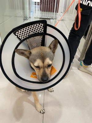 赤峰平價(jià)寵物醫(yī)院電話地址查詢-第1張圖片