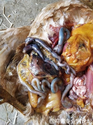 赤峰收雞腸子的地方電話是多少-第1張圖片