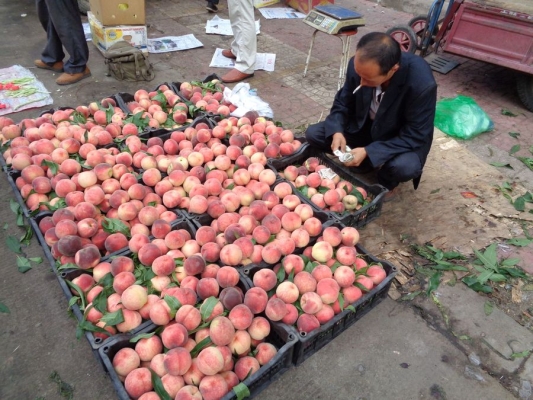 赤峰直播蔬菜市場(chǎng)電話號(hào)碼-第1張圖片