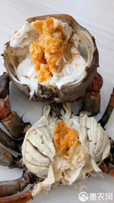 赤峰盤錦河河蟹批發(fā)電話號(hào)碼-第1張圖片