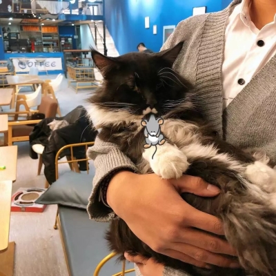 赤峰紅山區(qū)貓咪寄養(yǎng)電話號碼-第1張圖片