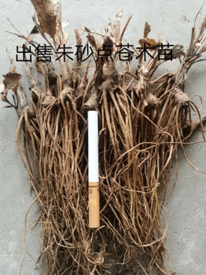 赤峰蒼術(shù)籽收購商家電話號碼-第1張圖片