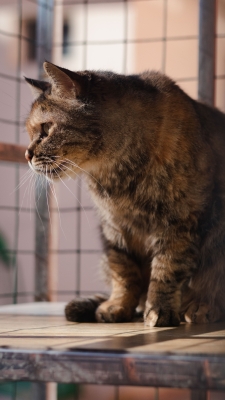 赤峰市領養(yǎng)流浪貓電話號碼-第1張圖片