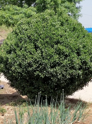 赤峰冬青毛球館電話多少號(hào)-第1張圖片