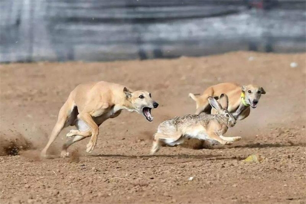 赤峰狗子聚會電話多少啊-第1張圖片