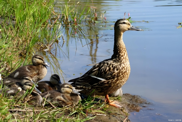 赤峰園林路辣嘴鴨電話號(hào)碼-第1張圖片