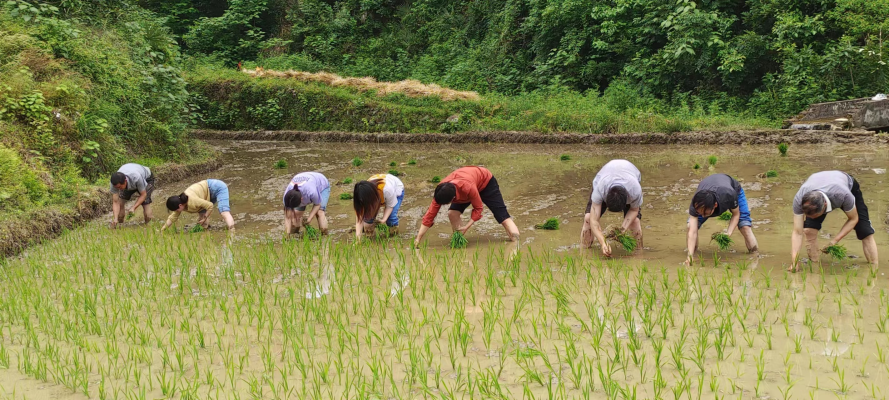 赤峰插秧機電話多少號-第1張圖片