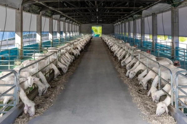 內(nèi)蒙古赤峰市羊場(chǎng)-第1張圖片