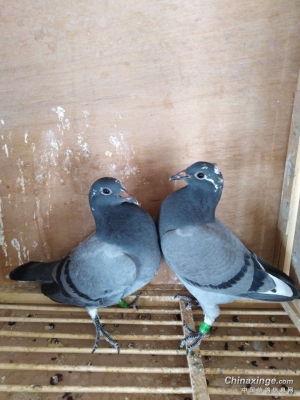 赤峰市鴿子市場(chǎng)電話地址查詢-第1張圖片