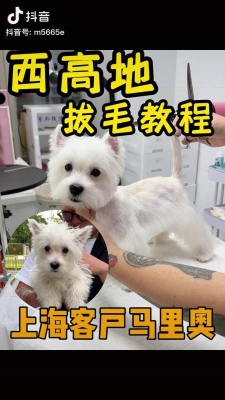 赤峰西高地拔毛店地址電話號碼-第1張圖片