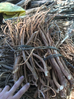 赤峰野生毛桃種植基地電話號(hào)碼-第1張圖片