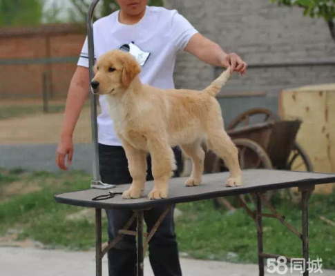 赤峰上門照顧寵物狗電話號(hào)碼-第1張圖片