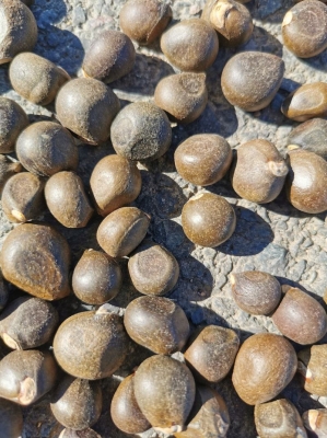 赤峰花楸苗廠家電話號(hào)碼-第1張圖片