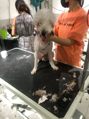 赤峰狗狗美容團(tuán)購電話號碼-第1張圖片