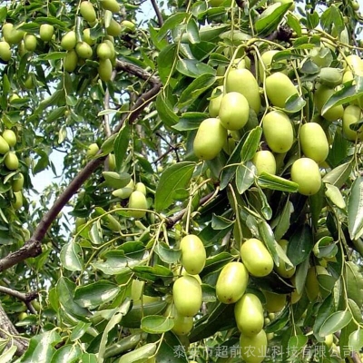 赤峰果樹苗出售聯(lián)系電話號(hào)碼-第1張圖片