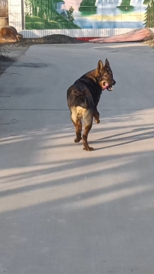 赤峰同城狗腿幫電話-第1張圖片