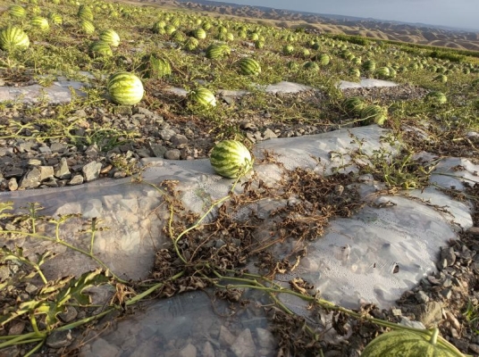 赤峰批發(fā)打瓜機(jī)電話號(hào)碼查詢-第1張圖片