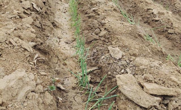 赤峰蔥田培土廠電話地址查詢-第1張圖片