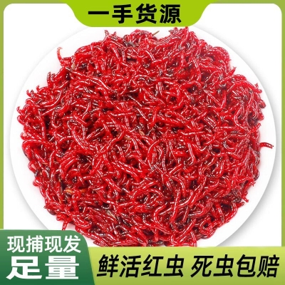 赤峰紅蟲活餌廠家地址電話號碼-第1張圖片