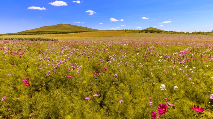 赤峰同城鮮花直播基地電話號(hào)碼-第1張圖片