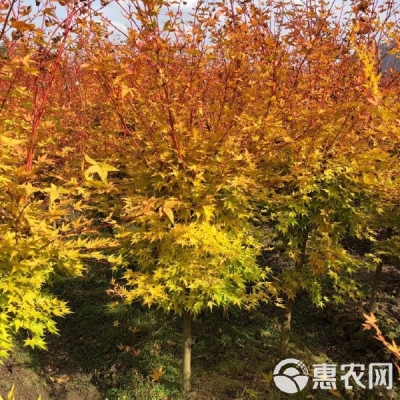 赤峰苗木專業(yè)合作社電話號(hào)碼-第1張圖片