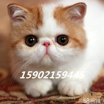 赤峰寵物貓出售同城電話號(hào)碼-第1張圖片