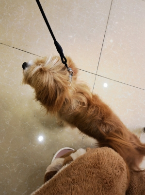 赤峰橋北寵物醫(yī)院電話號(hào)碼-第1張圖片