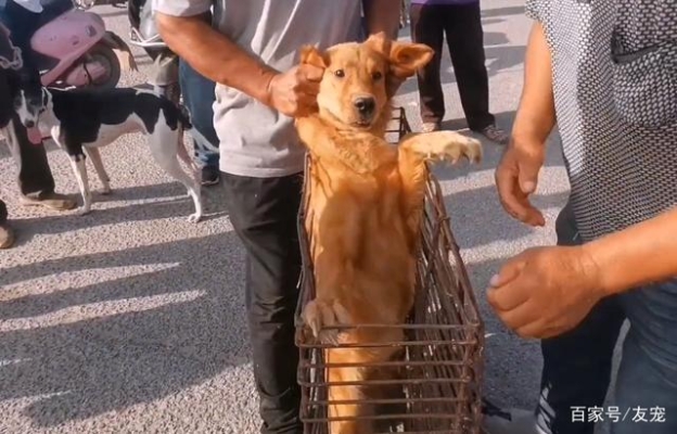 赤峰狗販子電話多少號(hào)啊-第1張圖片