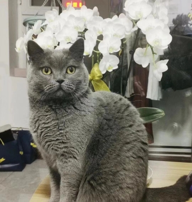 赤峰同城貓咪領(lǐng)養(yǎng)電話多少號-第1張圖片