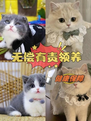 赤峰地區(qū)無償領養(yǎng)貓咪電話號碼-第1張圖片