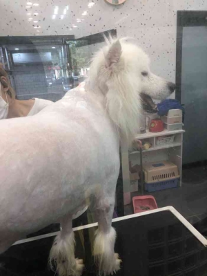 赤峰寄養(yǎng)寵物店電話地址查詢-第1張圖片