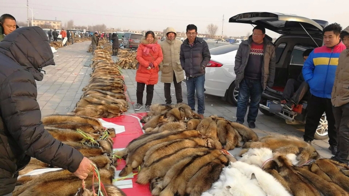 赤峰貂皮批發(fā)市場電話號碼-第1張圖片