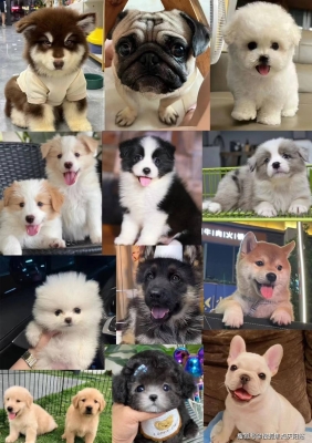 赤峰寵物實(shí)體店地址電話號(hào)碼-第1張圖片