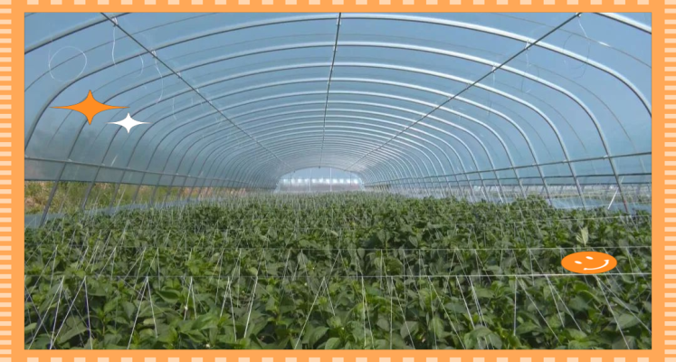 內(nèi)蒙古赤峰種植西紅柿電話地址-第1張圖片