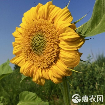 赤峰葵花盤子批發(fā)電話號(hào)碼-第1張圖片