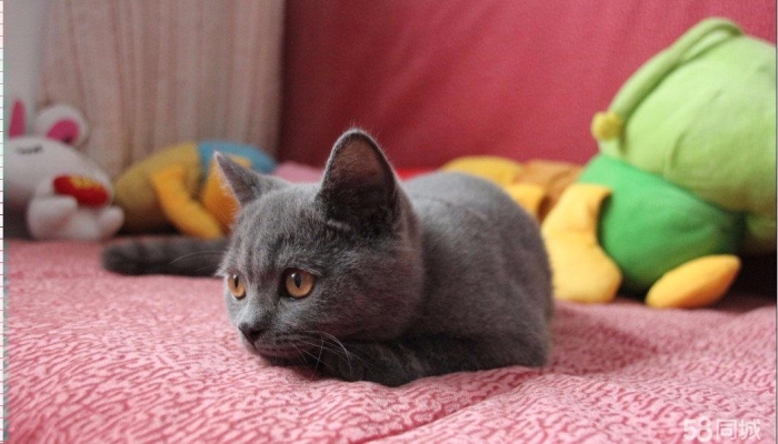 赤峰同城撿貓電話號(hào)碼查詢-第1張圖片