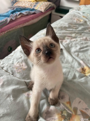 赤峰同城寵物貓出租電話號(hào)碼-第1張圖片